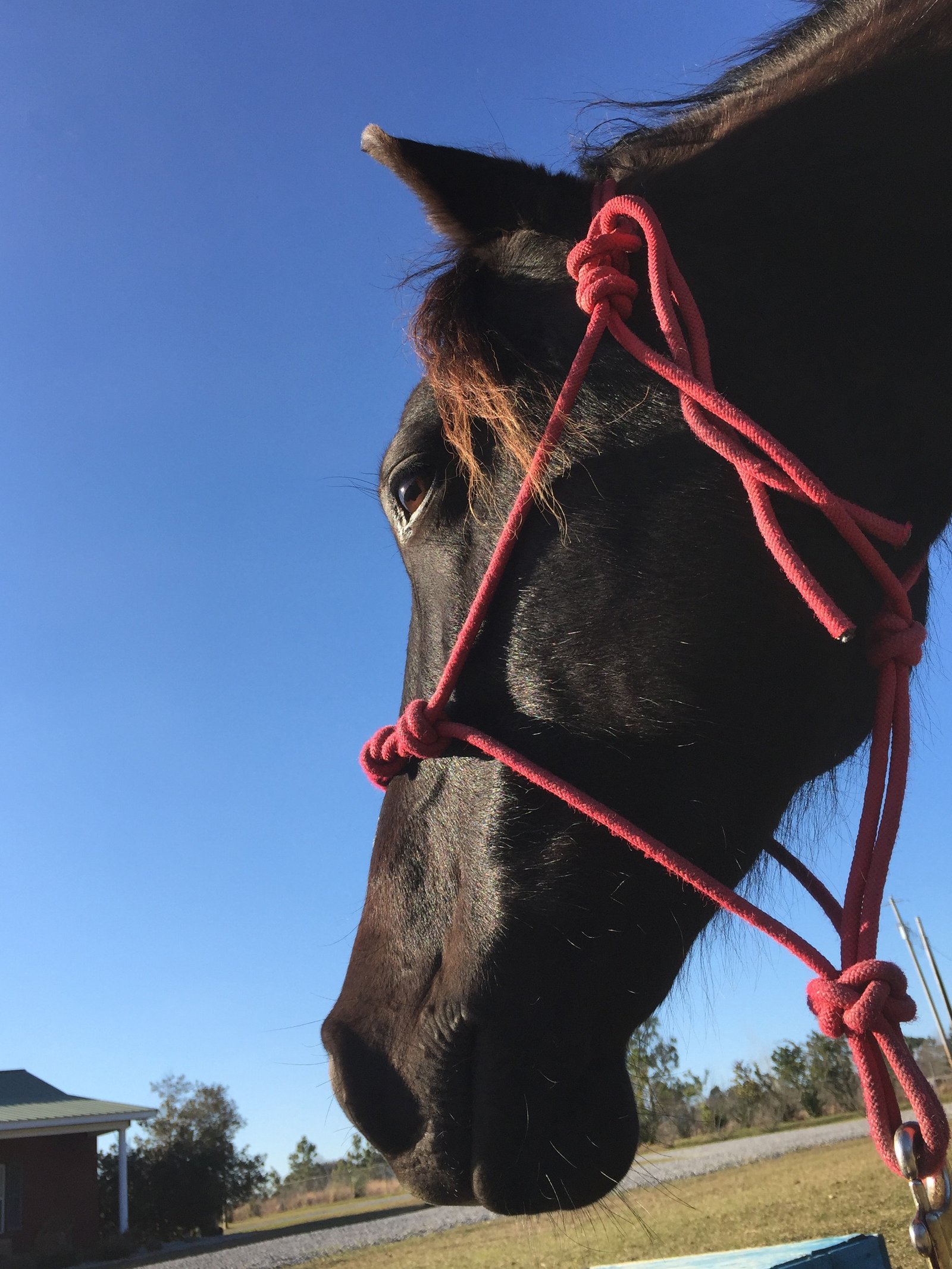 Horsey Wisdom